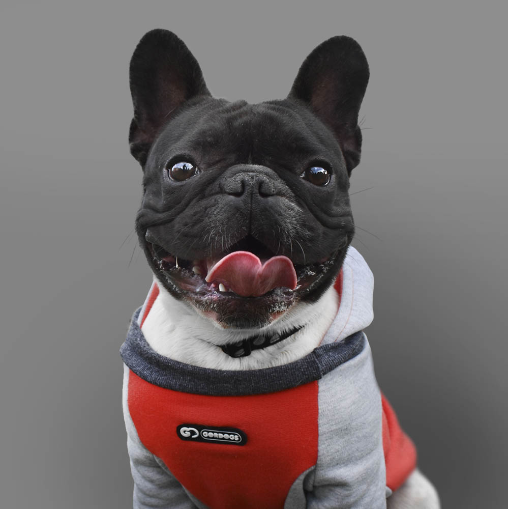 Ropa perro Colors hoodie mini GORDOGS bulldog
