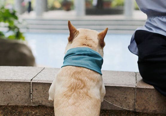 bulldog frances con pañoleta para perro, bandana de enfriamiento o pañoleta refrigerante para perro