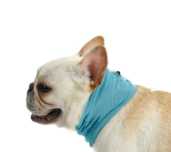 bulldog frances con pañoleta para perro, bandana de enfriamiento o pañoleta refrigerante para perro